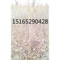 供應(yīng)膠南櫻花