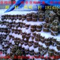 供應出售東北垂柳樹穗樹苗