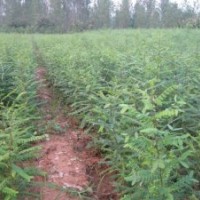 批發(fā)一米高皂角苗一米五皂角樹(shù)苗基地直銷(xiāo)貨發(fā)全國(guó)