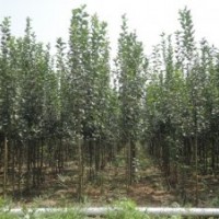 大量批發(fā)西府海棠小苗 行道樹西府海棠 工程綠化西府海棠樹苗