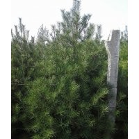 供應(yīng)2-3m白皮松