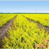 定州市榮旺苗木花卉農(nóng)民專業(yè)合作社