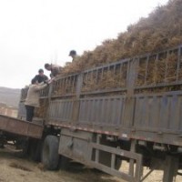 長期供應(yīng),沙棘，檸條，塔榔，杏樹，紅柳，文冠果樹苗，榆樹等