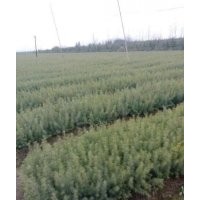 今年手里還有80萬左右的雪松小苗，20到40公分的高，小苗長勢十