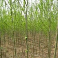 白皮松 國槐 側(cè)柏 青皮垂柳 白蠟 紅葉李 紫葉李