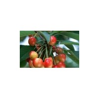 山西鈣果苗 2號(hào) 3號(hào) 4號(hào) 5號(hào) 6號(hào) 7號(hào)鈣果苗