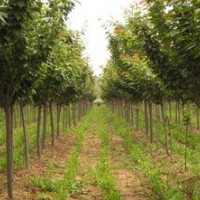 供應(yīng)膠南櫻花