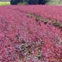 長期出售地被苗木，小苗，花灌木