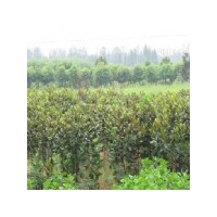 銷售南京1米廣玉蘭