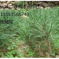 白皮松小苗出售、20公分以上營(yíng)養(yǎng)杯白皮松小苗出售