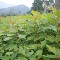 供火力楠芽苗竹柏桂花羅漢松紅豆杉茶花檫木杜英木荷芽苗