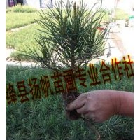 供應(yīng)二年營養(yǎng)杯白皮松小苗，三年營養(yǎng)杯白皮松小苗（10-15cm）
