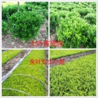 苗木東青苗,衛(wèi)矛,黃楊苗