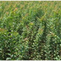 紫薇苗，1公分紫薇苗，2公分紫薇苗，貴州紫薇苗，貴陽紫薇苗