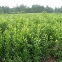 湖南香泡樹(shù)苗 全冠香泡苗 益陽(yáng)野生實(shí)生苗