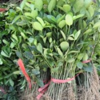 銷售：大葉黃楊小苗，小葉黃楊小苗，冬青小苗，黃楊小苗