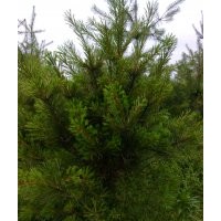 白皮松，華山松