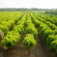 供應(yīng)灑金柏，龍柏，側(cè)柏，檜柏，刺柏，蜀檜，地柏，沙地柏