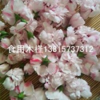 賣相好口感好1米高粉花木槿樹苗批發(fā)