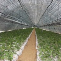 秋火焰小苗（春苗）預(yù)售