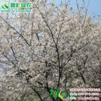 速生櫻花(潔白云） 飛寒櫻櫻花小苗供應(yīng)|批發(fā)|零售 速生櫻花(潔白