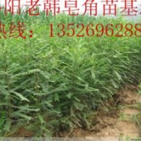 訂購(gòu)優(yōu)質(zhì)皂角苗