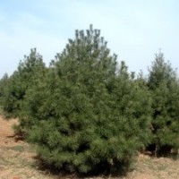 華北苗圃白皮松，油松、華山松
