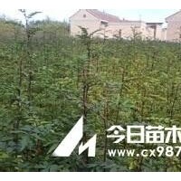 花椒苗，核桃苗，桃樹苗