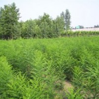 國(guó)槐_國(guó)槐價(jià)格_國(guó)槐種植