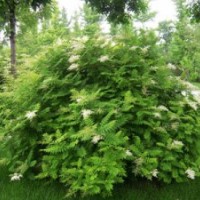 山東綠化苗木珍珠梅