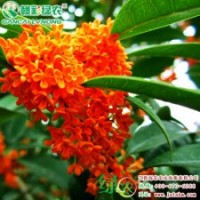 狀元紅丹桂 丹桂 一年生苗桂花小苗 觀賞價值高 狀元紅丹桂樹苗供