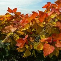 紅霞楊，金紅楊，彩色植物，彩楊，全紅楊，中紅楊，彩楊農(nóng)林