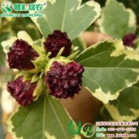 歐洲花葉木槿 高干栽培 花期長(zhǎng) 葉形優(yōu)美 美觀耐看 歐洲花葉木槿