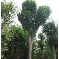 現(xiàn)在15公分榔榆木價(jià)格15公榔榆分價(jià)格