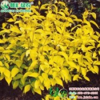 金葉紅瑞木|落葉灌木 綠化苗木 彩葉樹金葉紅瑞木樹苗供應(yīng)采購