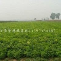 河南紫穗槐培育中心，萬(wàn)畝紫穗槐小苗，供應(yīng)紫穗槐，紫穗槐大苗