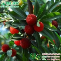 東魁楊梅 效益最高的果樹品種之一 東魁楊梅 楊梅小苗供應(yīng)包存活