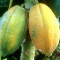 供應優(yōu)質木瓜苗/文冠苗