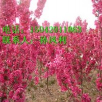 光輝海棠、2年生光輝海棠苗