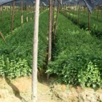 紅豆杉、羅漢松、竹柏、杜英、紫薇、桂花、廣玉蘭、香樟