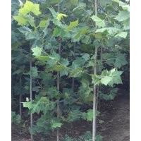 2米法桐小苗 臨沂法桐小苗價(jià)格 2公分速生法桐