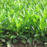 張家港黃氏法國(guó)冬青供應(yīng)冬青小苗30cm