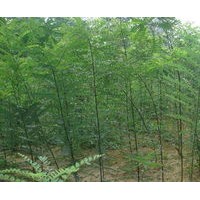 速生國(guó)槐小苗出售、大量速生國(guó)槐低價(jià)優(yōu)惠供應(yīng)