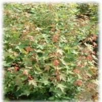 山西哪里有五角楓苗