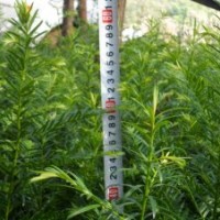 湖南地區(qū)超低價(jià)供應(yīng)南方紅豆杉苗