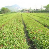 山東青州綠化苗木紅王子錦帶