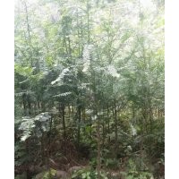 1米高紅豆杉樹苗價格