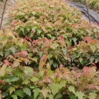 美國(guó)紅楓小苗批發(fā)