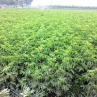 爬山虎 國槐苗 北欒樹苗 復(fù)葉槭苗 絲綿木苗