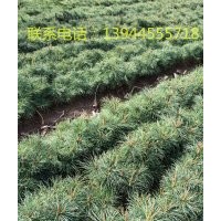 出售樟子松、紅松、落葉松、日本落葉云杉等造林苗